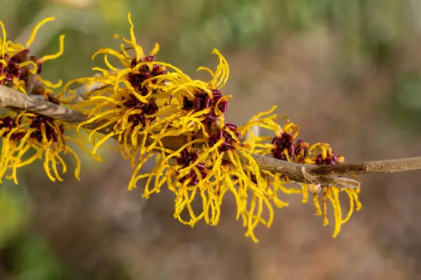 Hamamelis mollis (witch hazel) a winter spring flowering tree shrub plant which has a highly fragrant springtime yellow flower and leafless when in bloom, stock photo image