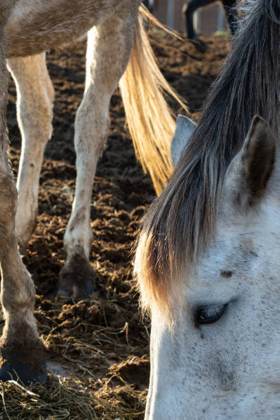 nahaufnahme des kopfes eines pferdes auf einer weide mit anderen pferden im hintergrund. - herbivorous close up rear end animal head stock-fotos und bilder