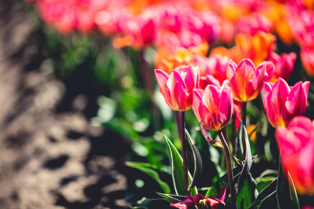 Tulip field flowers in bloom in spring. Colorful springtime