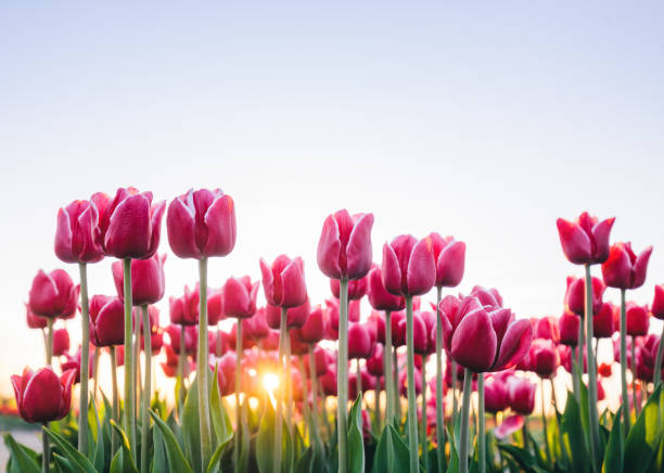 istock Tulip flowers at sunset in spring 1466423756