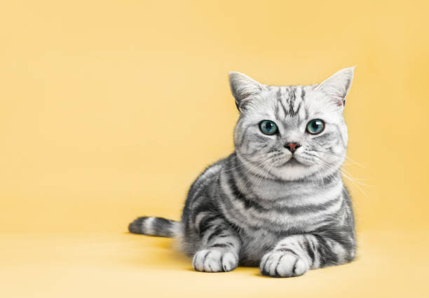istock Kitten British shorthair silver tabby cat portrait. 1466424355