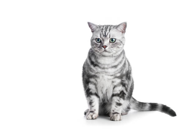 istock Kitten isolated on white. British shorthair silver tabby cat breed 1466424363