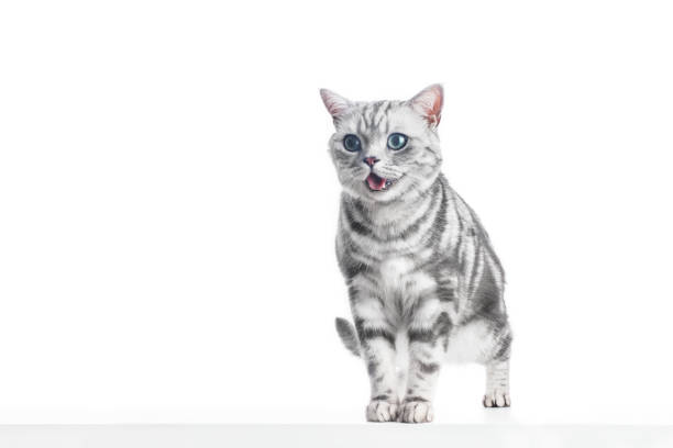 istock Kitten meow isolated on white. British shorthair silver tabby cat 1466424365