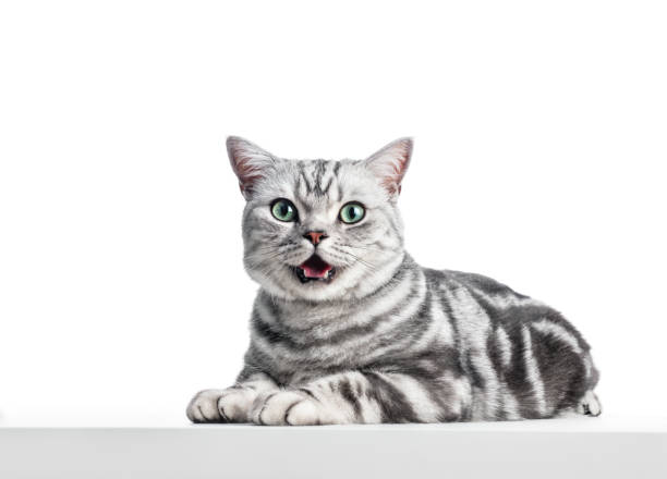 istock Kitten meow isolated on white. British shorthair silver tabby cat 1466424376
