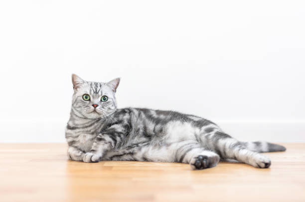 istock Kitten British shorthair silver tabby cat at home 1466424377