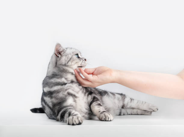 istock Stroking a kitten British shorthair silver tabby cat 1466424397