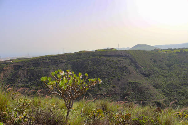 istock Beautiful Canary island landscape with mountains 1466428685