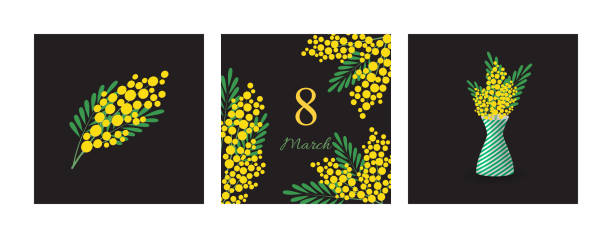 ilustraciones, imágenes clip art, dibujos animados e iconos de stock de un conjunto de cartas con una mimosa. para felicitaciones en el día mundial de la mujer, tarjetas de primavera. lindo diseño moderno. ilustración vectorial - mimosa flor