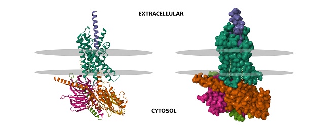 3D cartoon and Gaussian surface models, PDB 7cz5, putative membrane shown, white background