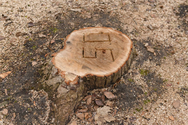istock a sawn tree stump, the number 50 is carved on the stalk. 1466433214