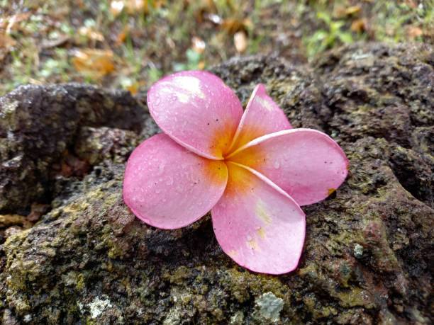 istock Flower in bloom on Canary islands 1466433687