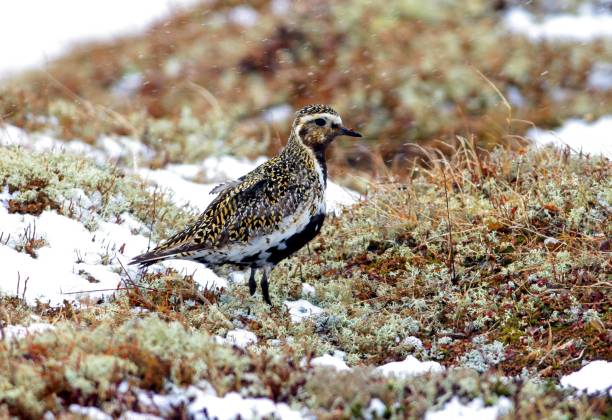 GOLDEN PLOVER  (Pluvialis apricaria) Golden Plover (Pluvialis apricaria) adult on snowy breeding moor in snow shower

Hardanger Vidda, Norway     June apricaria stock pictures, royalty-free photos & images