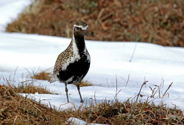 GOLDEN PLOVER  (Pluvialis apricaria) Golden Plover (Pluvialis apricaria) adult on snowy breeding moor

Hardanger Vidda, Norway     June apricaria stock pictures, royalty-free photos & images