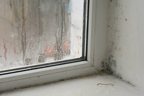 istock a white wall near the window with black mold. 1466434886