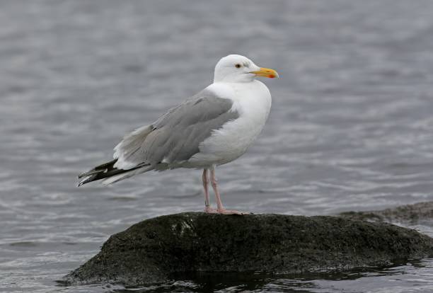 청어 갈매기 (larus argentatus argentatus) - herring gull 뉴스 사진 이미지