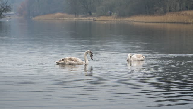 Three mute swan cygnets swimming on a loch