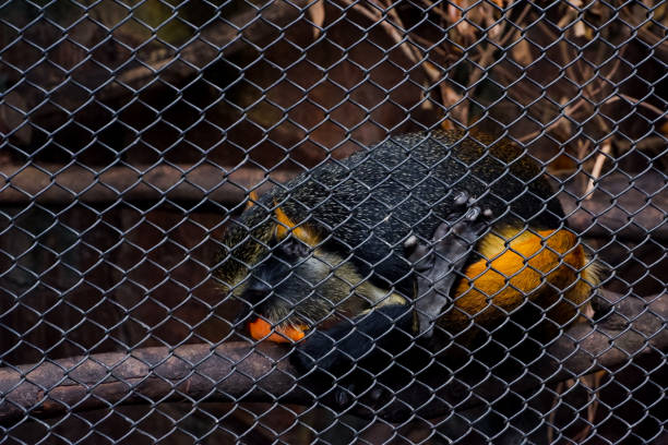 Selective focus of douc red shanked who is eating carrots in his cage.