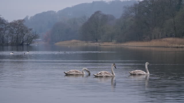 Three mute swan cygnets feeding on a loch