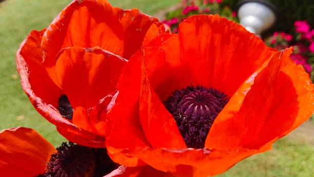 istock Papaver Orientle flower 1466444389