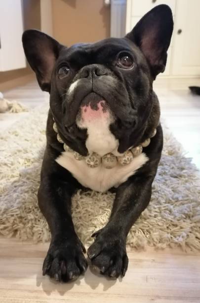 istock Reclining French Bulldog 1466444730