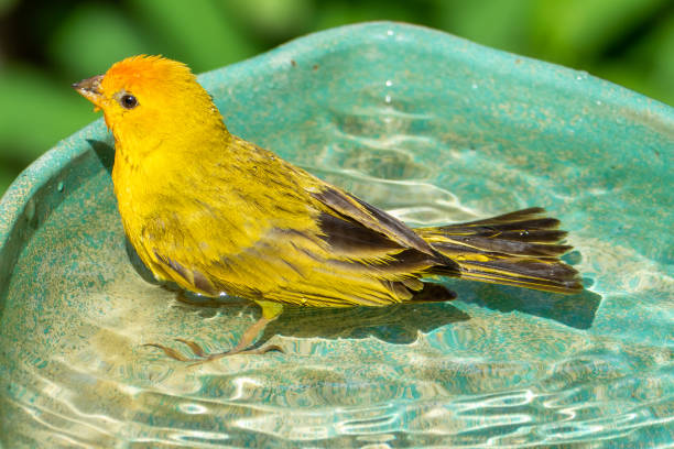 Atlantic Canary, a small Brazilian wild bird.
