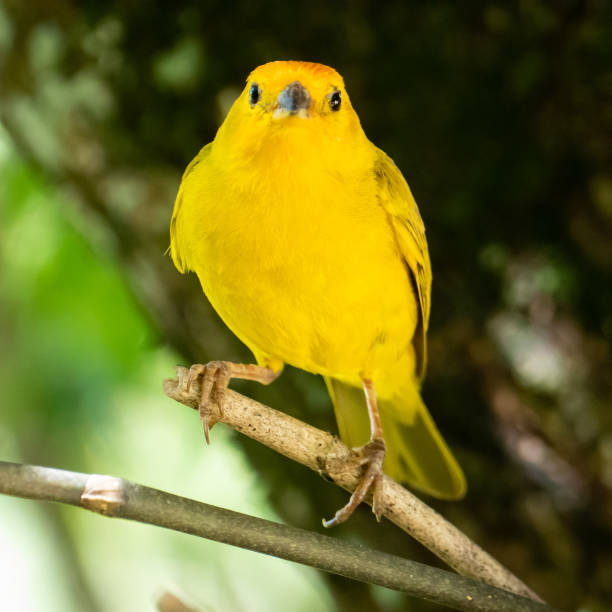istock Atlantic Canary, a small Brazilian wild bird. 1466445100