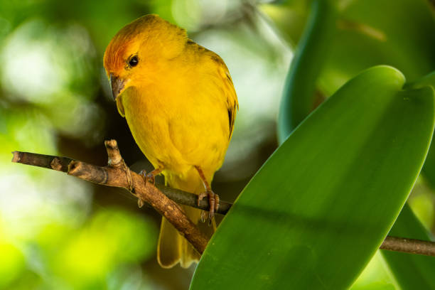 Atlantic Canary, a small Brazilian wild bird.