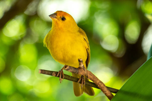 istock Atlantic Canary, a small Brazilian wild bird. 1466445112