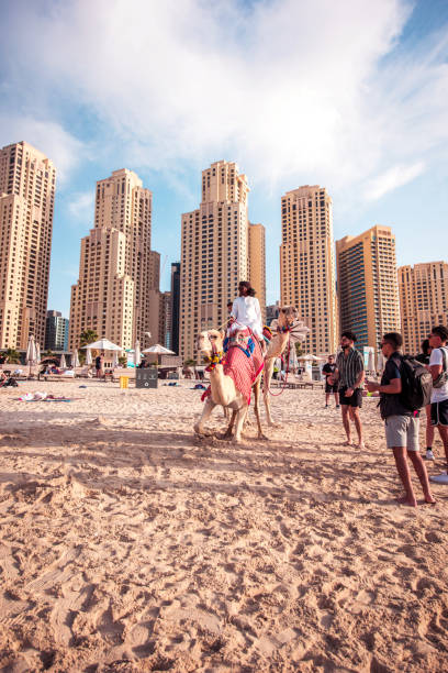 dubai, vereinigte arabische emirate 8. februar 2021: niedliche kamele am berühmten jumeirah beach in dubai, vereinigte arabische emirate. - dubai united arab emirates traditional culture camel stock-fotos und bilder