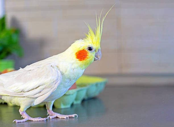 istock curious male cockatiel parrot on the kitchen table 1466447373