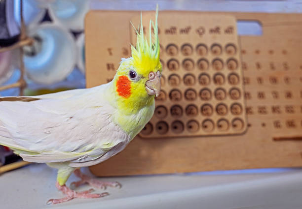 cute male cockatiel parrot on the desktop, horizontal