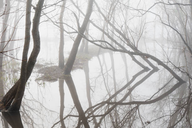 o nevoeiro obscurece as árvores à beira do lago inundado, criando uma atmosfera mal-humorada. - treelined forest at the edge of scenics - fotografias e filmes do acervo