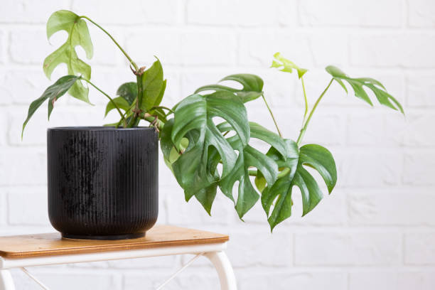 istock Monstera Minima Rhaphidophora TETRASPERMA close-up leaf in interior on whtite brick wall. Potted house plants, green home decor, care and cultivation 1466449708