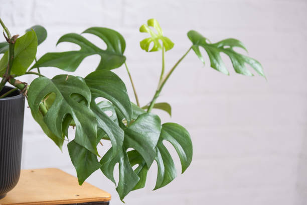 istock Monstera Minima Rhaphidophora TETRASPERMA close-up leaf in interior on whtite brick wall. Potted house plants, green home decor, care and cultivation 1466449738
