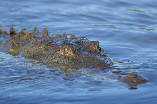 American Crocodile in river