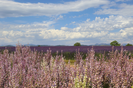 France, landscape of Provence: lavender and clary sage fields, plateau Valensole, focus selective