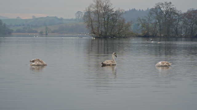 Three mute swan cygnets swimming on a lake