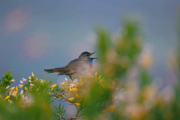 Photographing the bluethroat between rocks and branches on a cold early summer evening