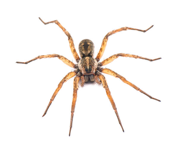 Carolina wolf spider - Hogna carolinensis - facing camera,  extreme detail throughout, isolated cutout on white background, dorsal view from front and above stock photo