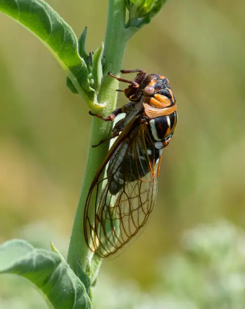 A beautifully patterned Bush Cicada emerges in late summer on the Kansas prairies.