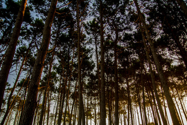 Pine forest in the late afternoon light, from Brijuni National Park