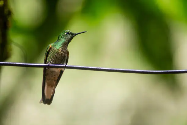 Photo of Hummingbird standing on a wire