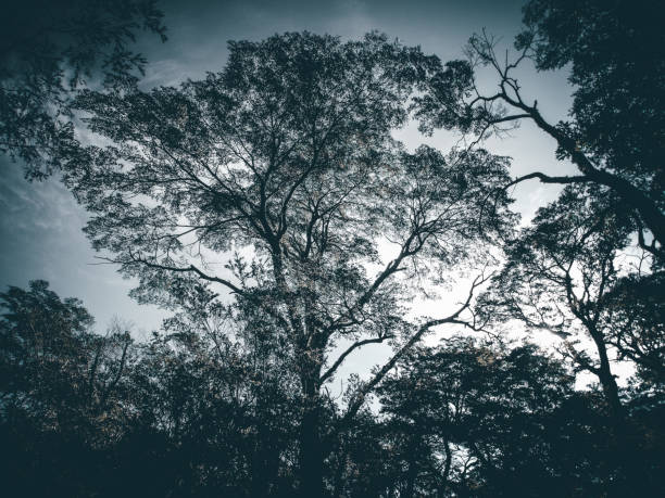 A walk through the darkness of the forest nature