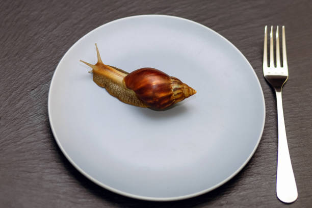 istock Live snail in a blue plate and a silver fork on a rough black background 1466458327