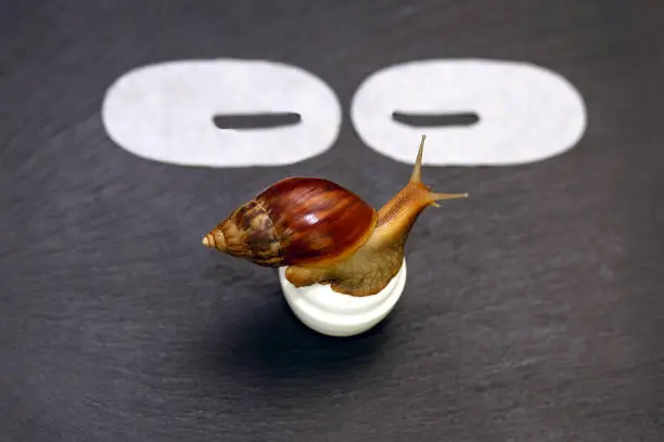 Photo of The giant Achatina snail sits on a jar of skin care cream and cosmetic patches on a black background