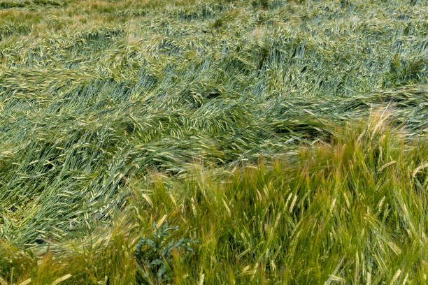 The focus is on the stalks of barley.