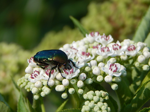 Rose Chafer (Cetonia aurata) beetle on white meadow flower