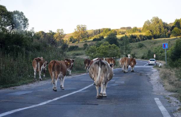 istock a herd of cows on the road 1466464379