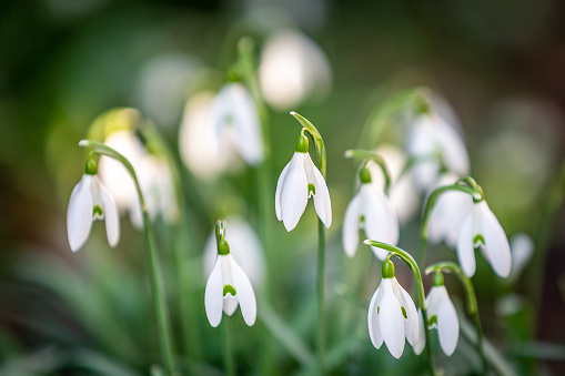 Pretty snowdrop flowers in the February sunshine, with a shallow depth of field