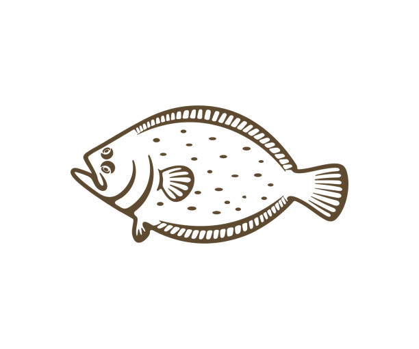 Flounder, fish, fishing, animal, seafood and food, silhouette and graphic design. Flatfish, plaice, turbot, halibut, angling and nature, vector design and illustration Flounder, fish, fishing, animal, seafood and food, silhouette and graphic design. Flatfish, plaice, turbot, halibut, angling and nature, vector design and illustration turbot stock illustrations